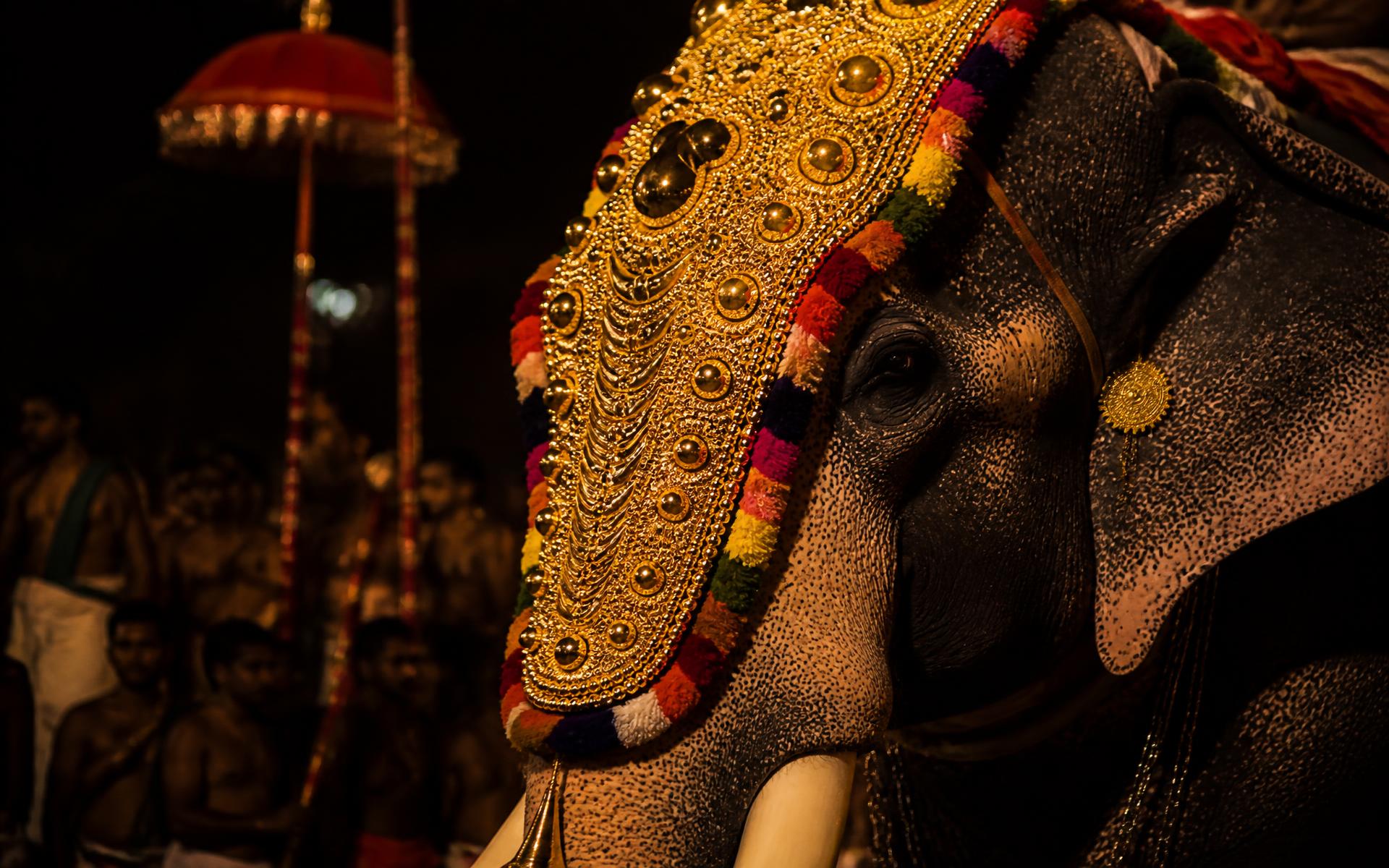 Ornate golden Nettipattam adorning a temple elephant during a Kerala festival